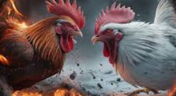 BENTENG99 : SITUS BERMAIN SABUNG AYAM ONLINE ANTI BLOKIR