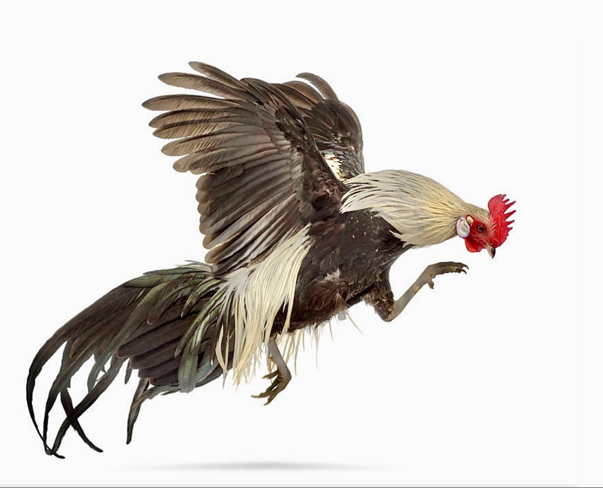 UGMTOTO Sabung Ayam: Tradisi Pertarungan Modern dengan Sistem Live Streaming Terpercaya